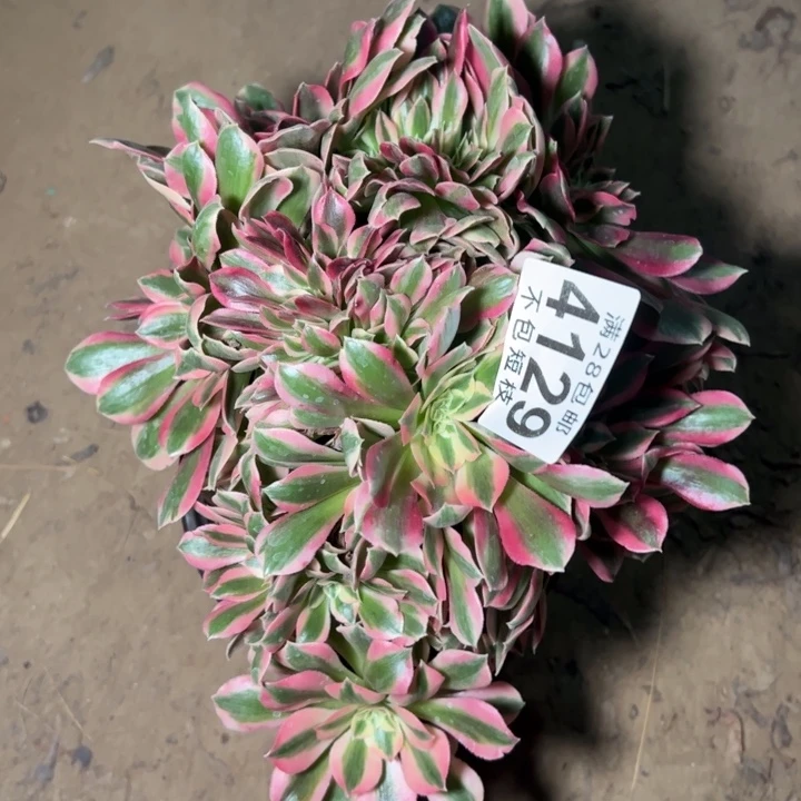 粉女巫缀多肉植物法师4129