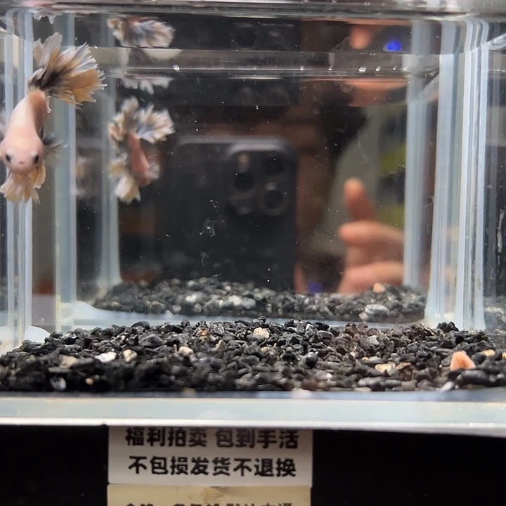 斗鱼竞拍跑单拉黑26日6