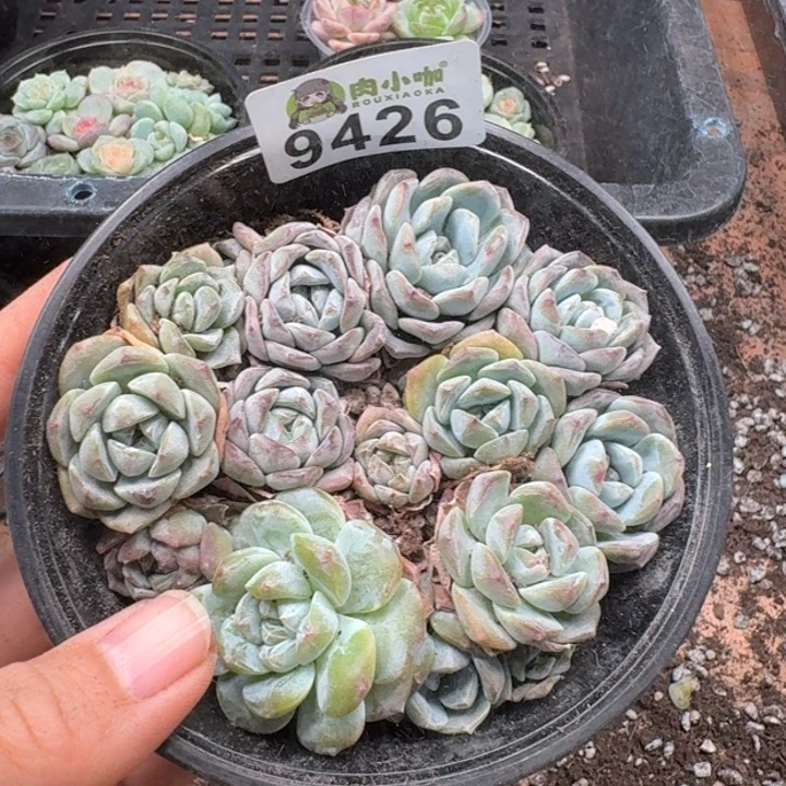 多肉植物多肉植物