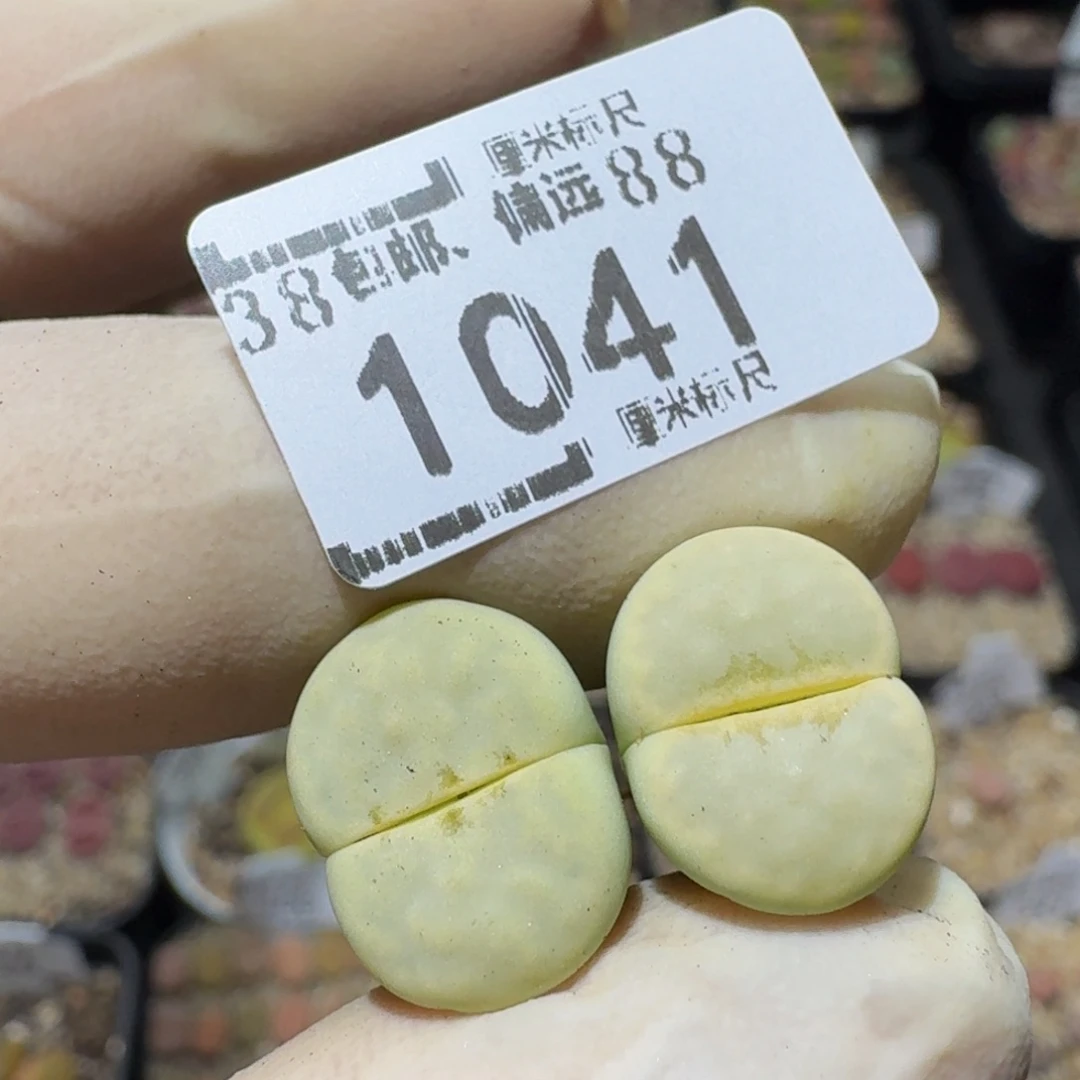 zzz生石花肉锥1041