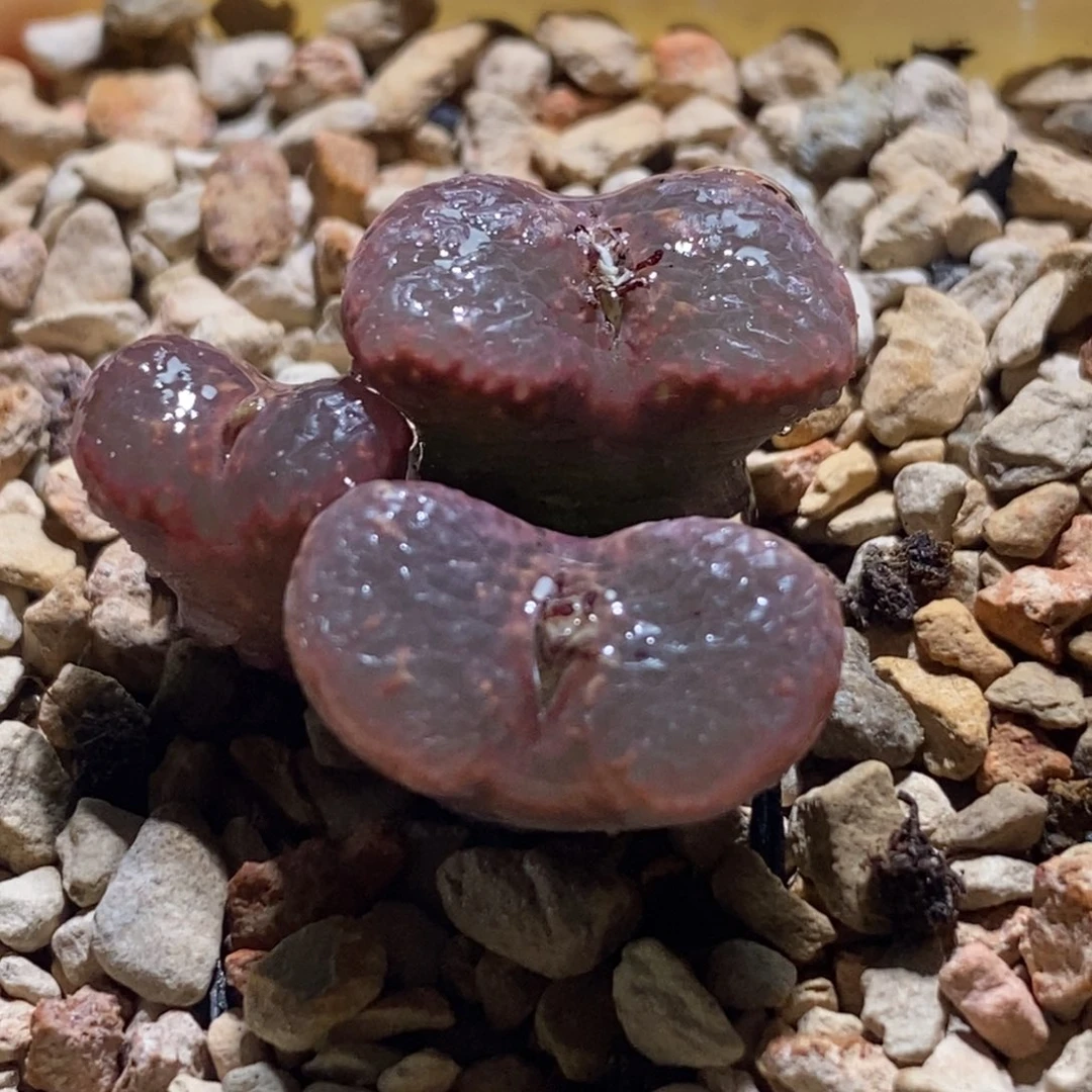 满窗粉泡泡开播福利