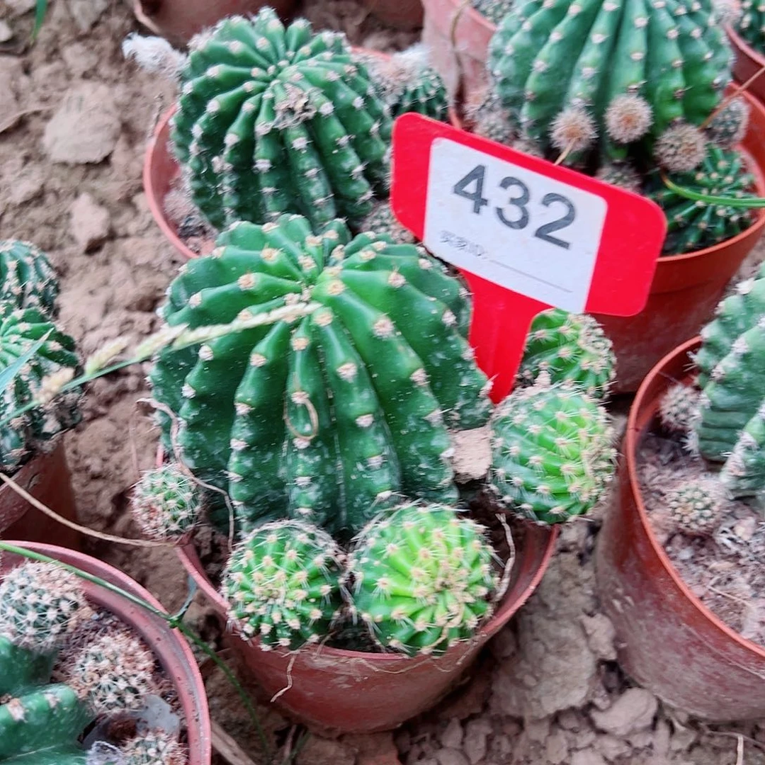 浓桃金 432侧芽 满20包邮