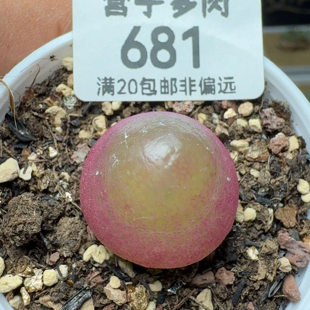 灯泡2.1带盆土