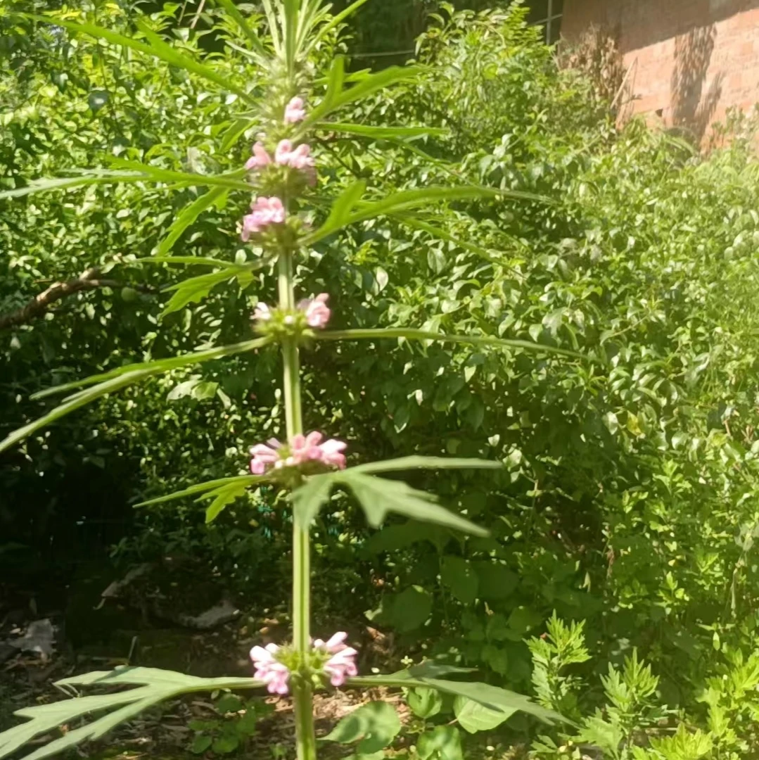《雾都幺妹》大自然的馈赠野生益母草中药草药新鲜
