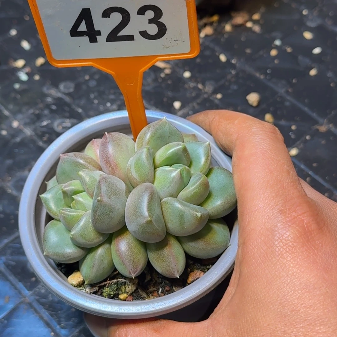 多肉植物红象牙423