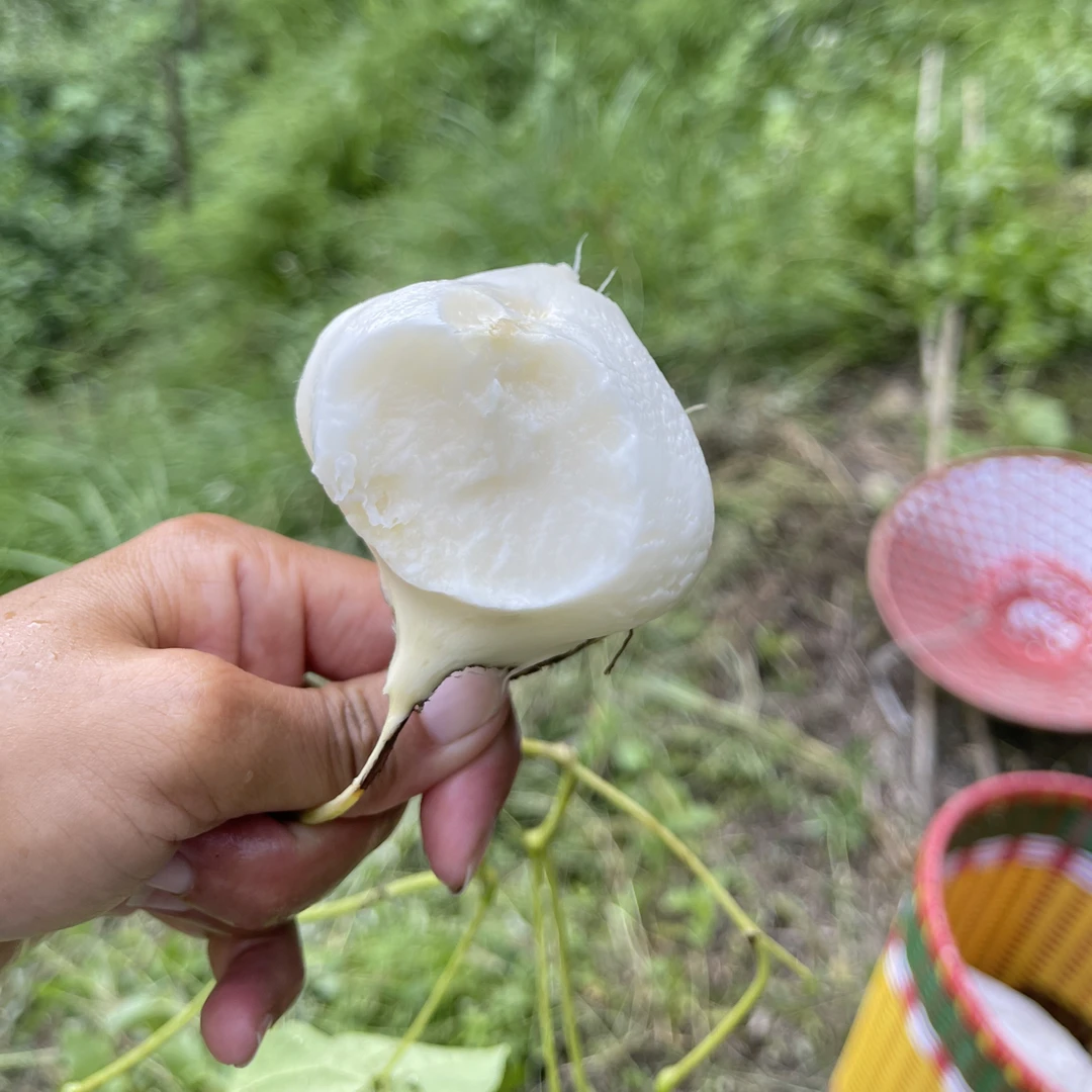 湖南农家自种地瓜