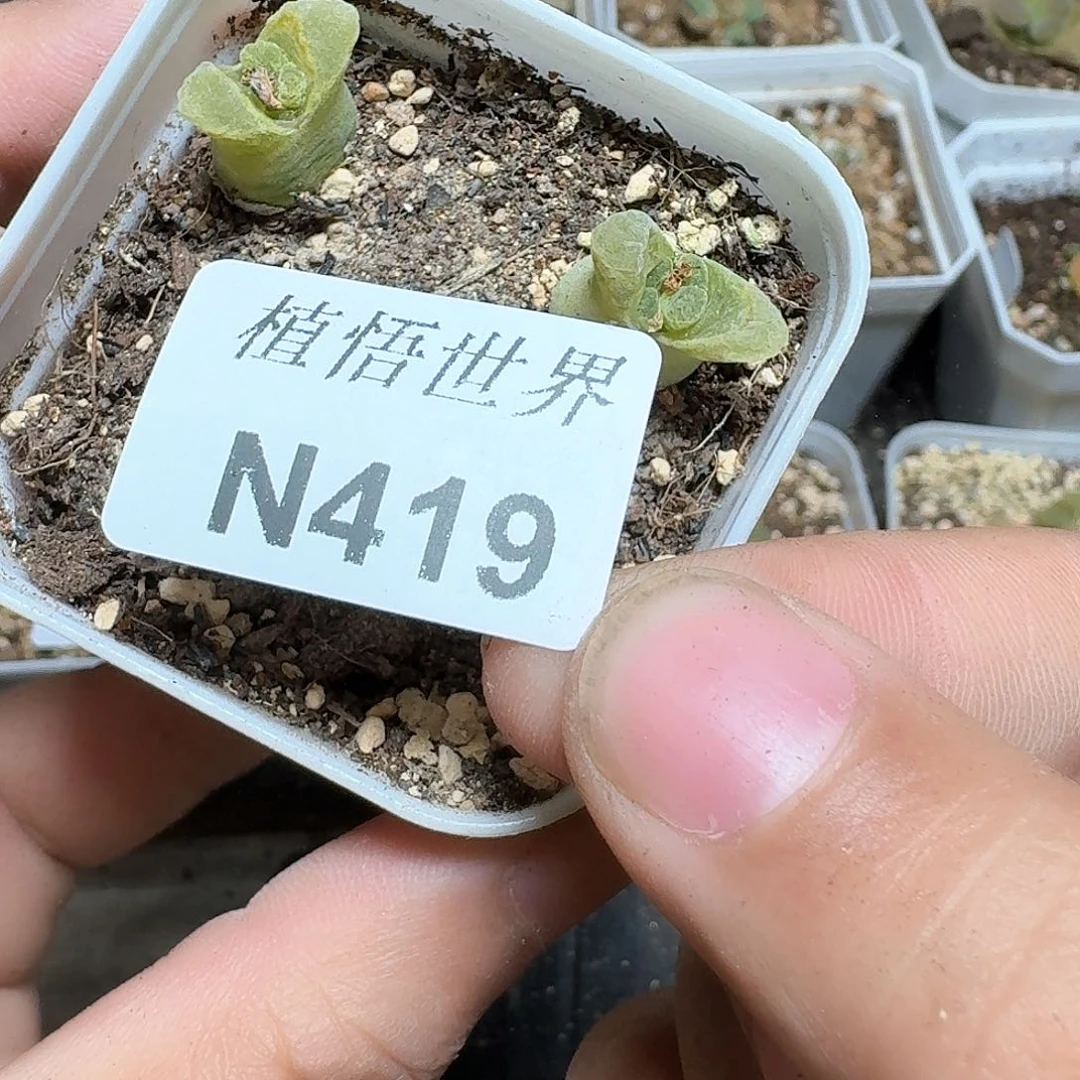 419号多肉植物哇x c