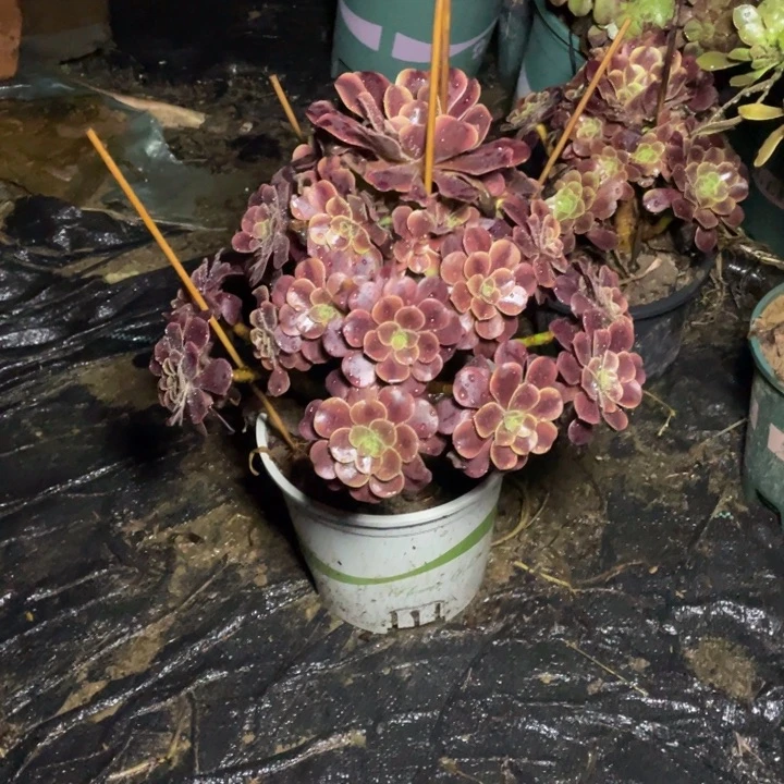 51欧多肉植物多肉植物