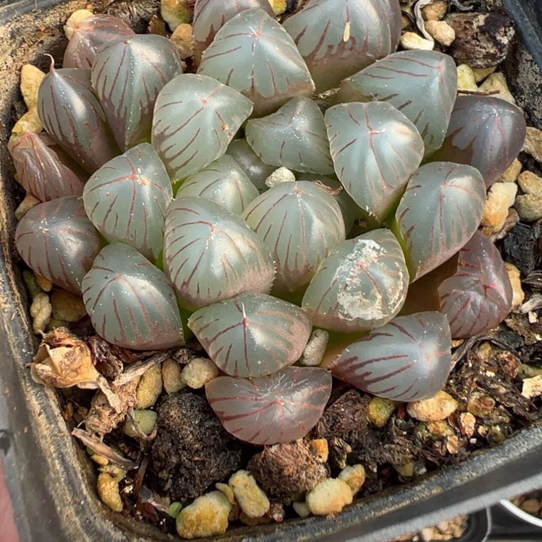 16-191肉锥多肉植物，