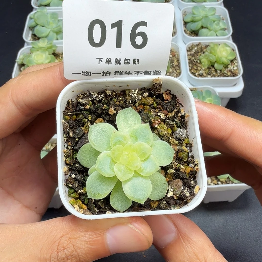 泼天富贵一物一拍016