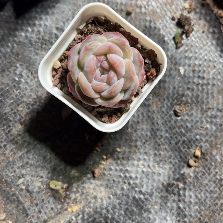 小倩一物一拍专拍