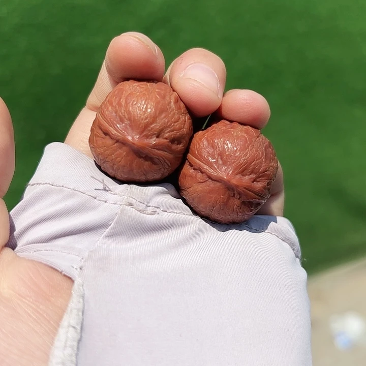 文玩核桃把件20左右小锦鲤