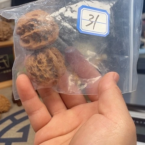 文玩核桃把件野狼全品36打底