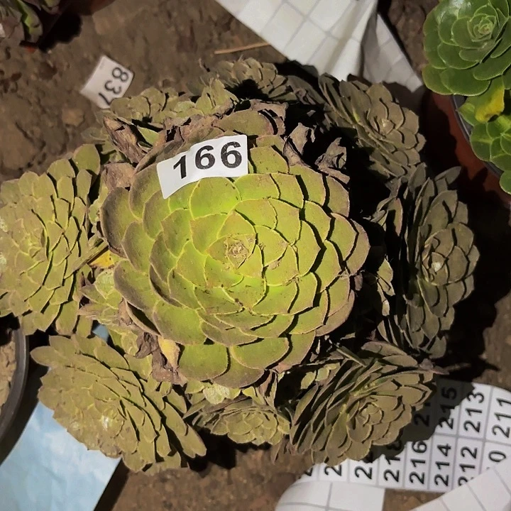 166莲花座多肉植物不售后