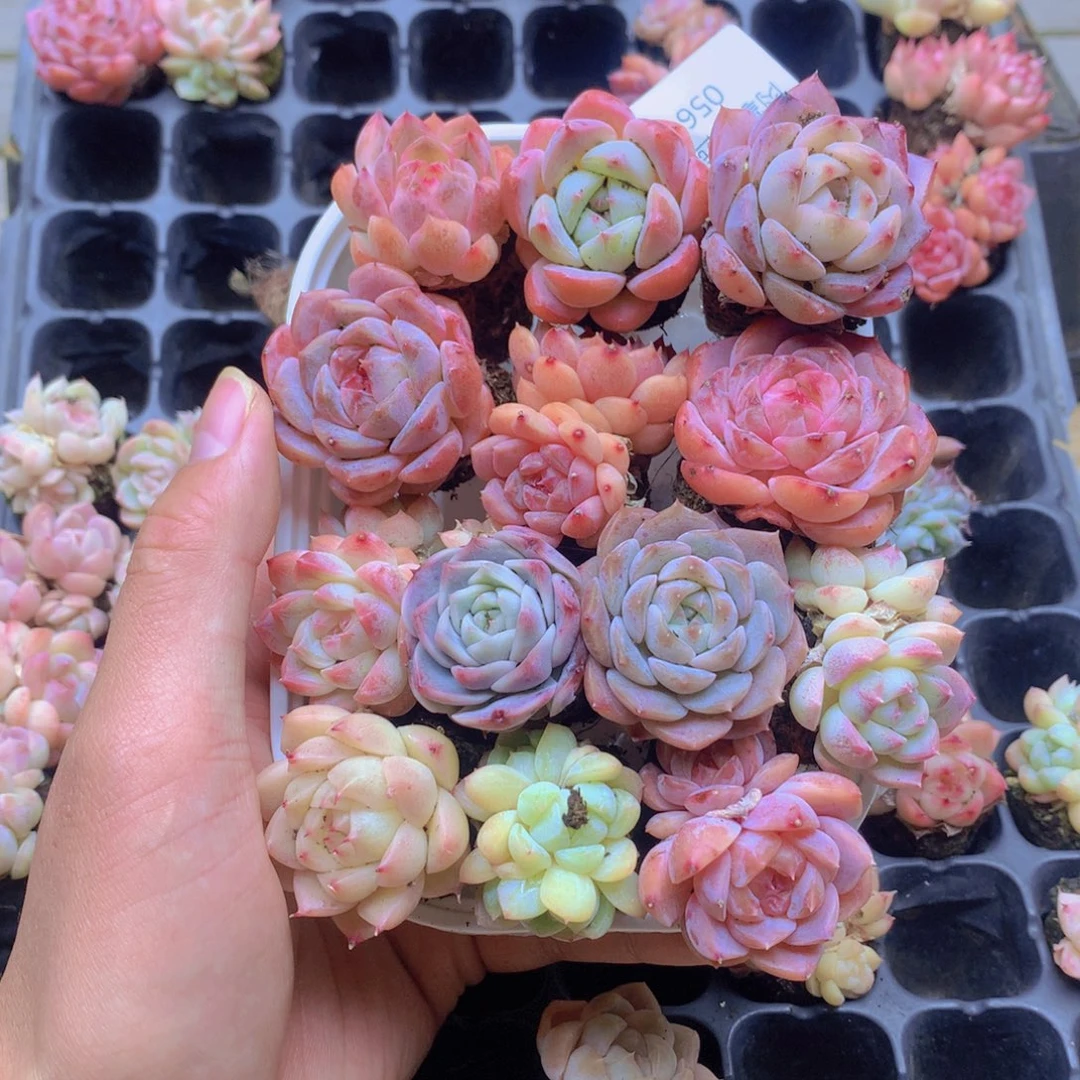 我要去看你了啊056