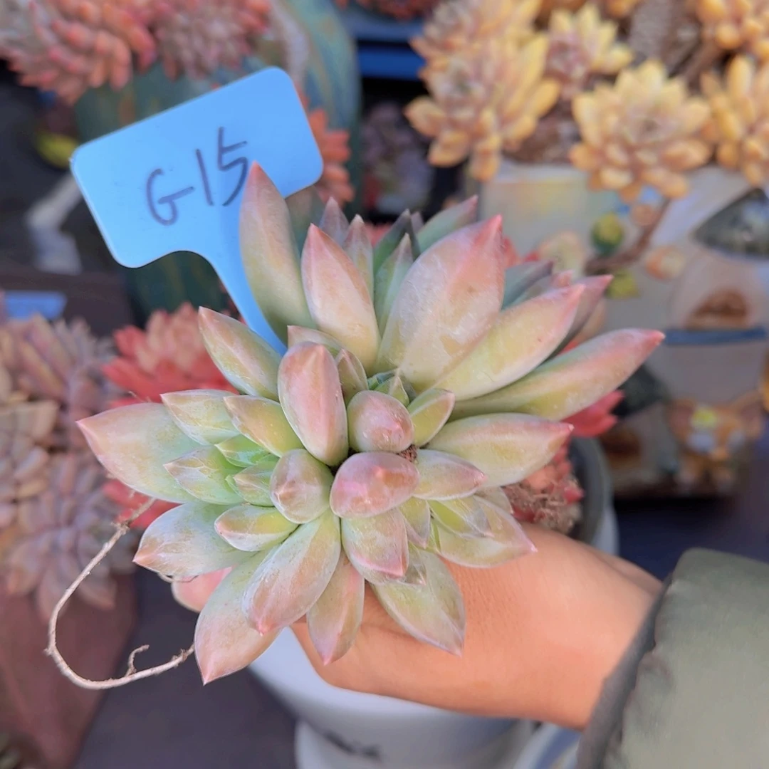 多肉植物的生长发育和