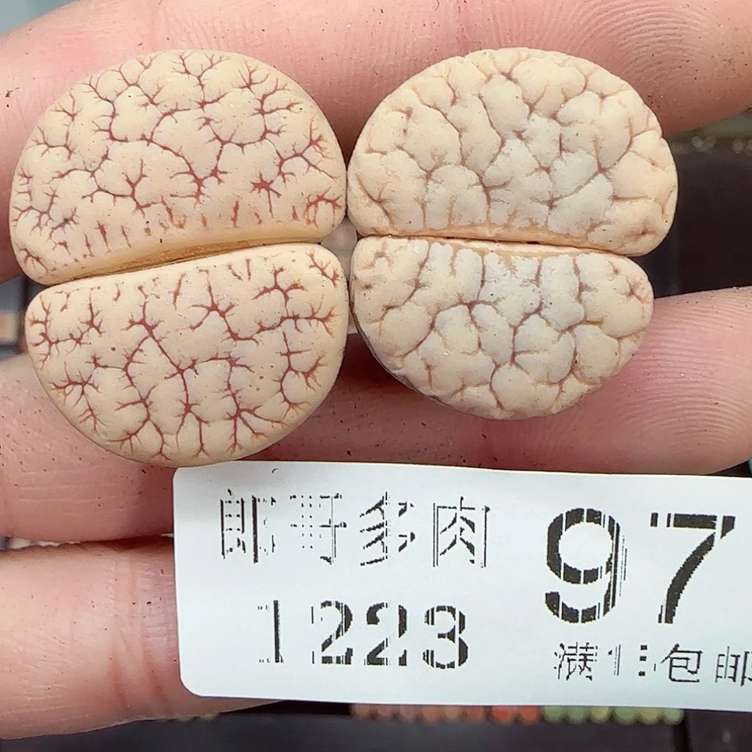 满满28包邮1223-97