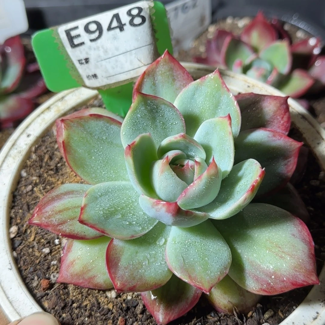 惊鸿一物一拍包装收缩花旱948