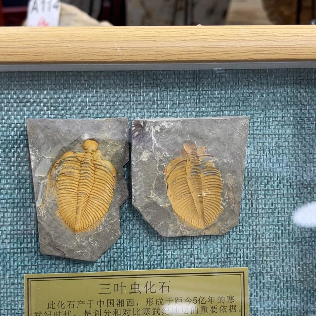 辽西古生物三叶虫