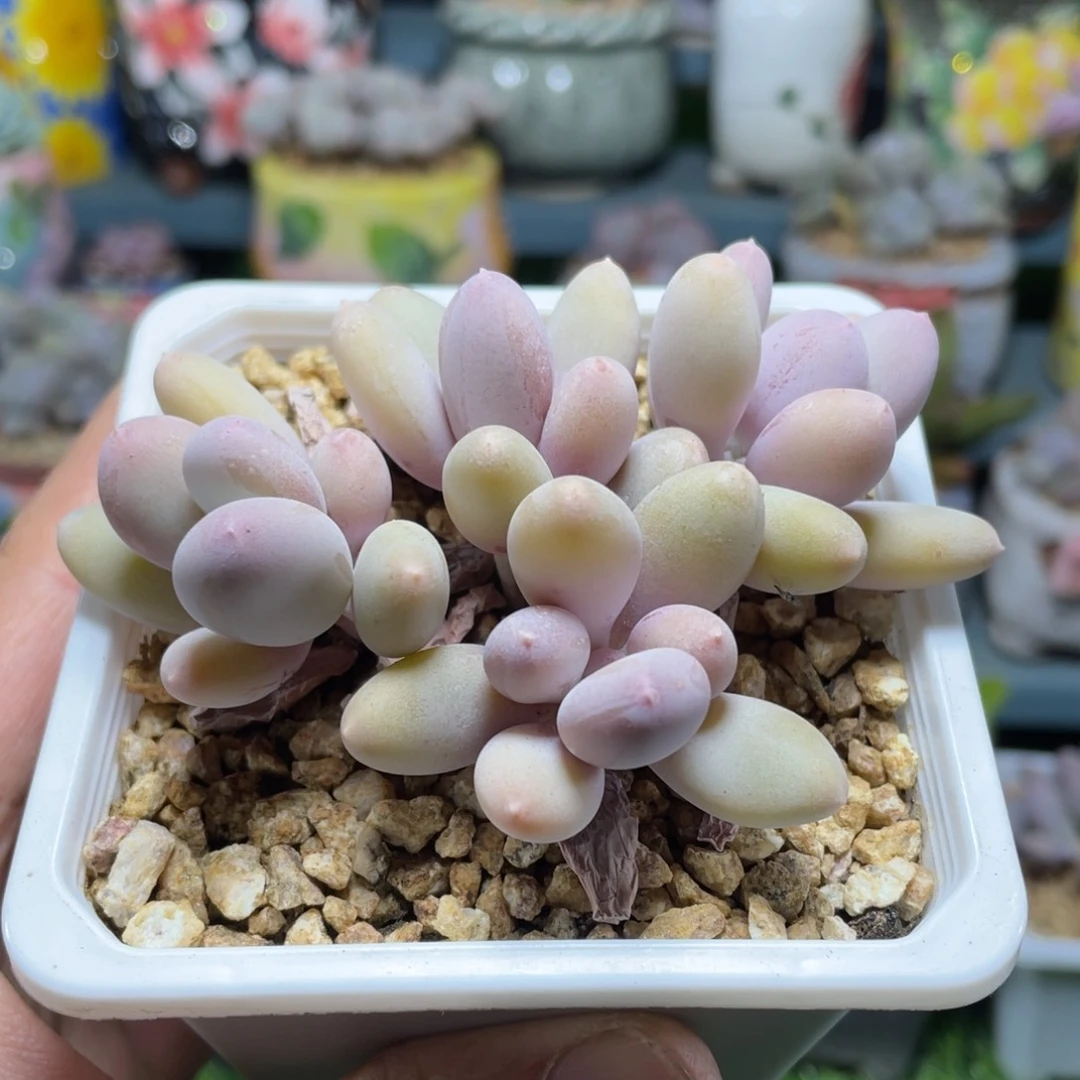 彩虹奶酪多肉植物