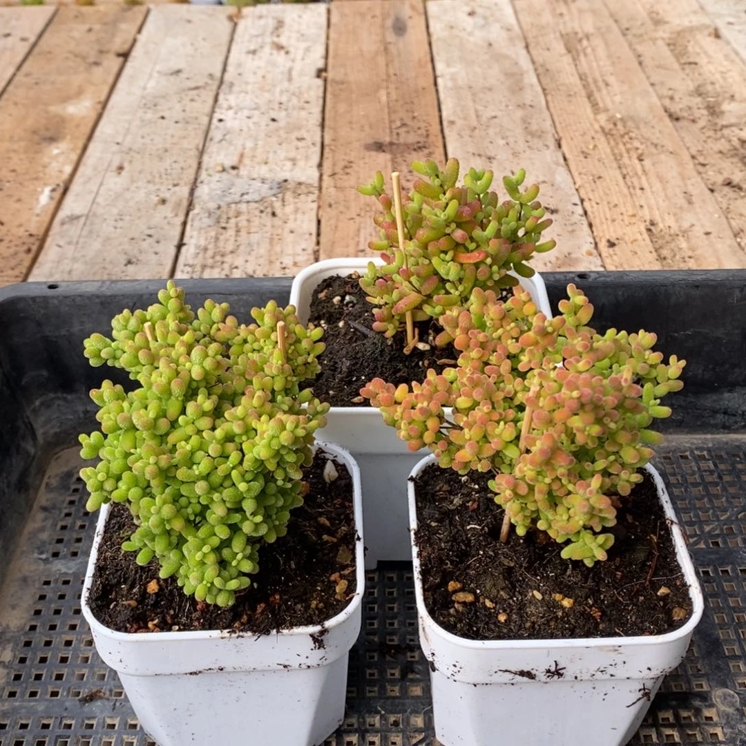 枝干番杏多肉植物664