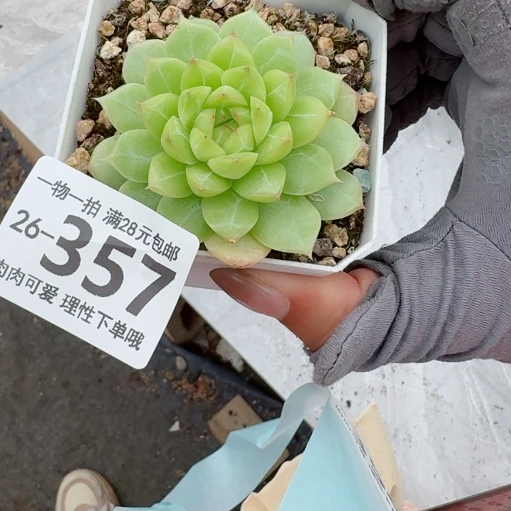 麦秆无盆土发货多肉多肉