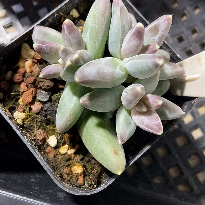 多肉植物凤羽1012