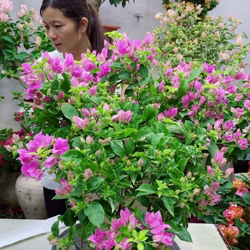 【闪购商品】完全开放