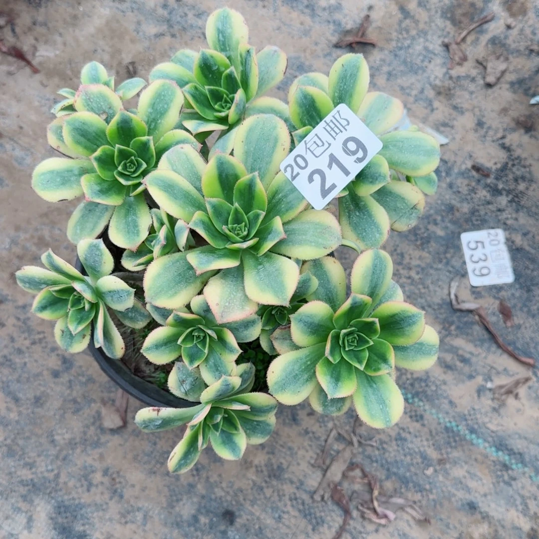 星爆219满20包邮断枝不包