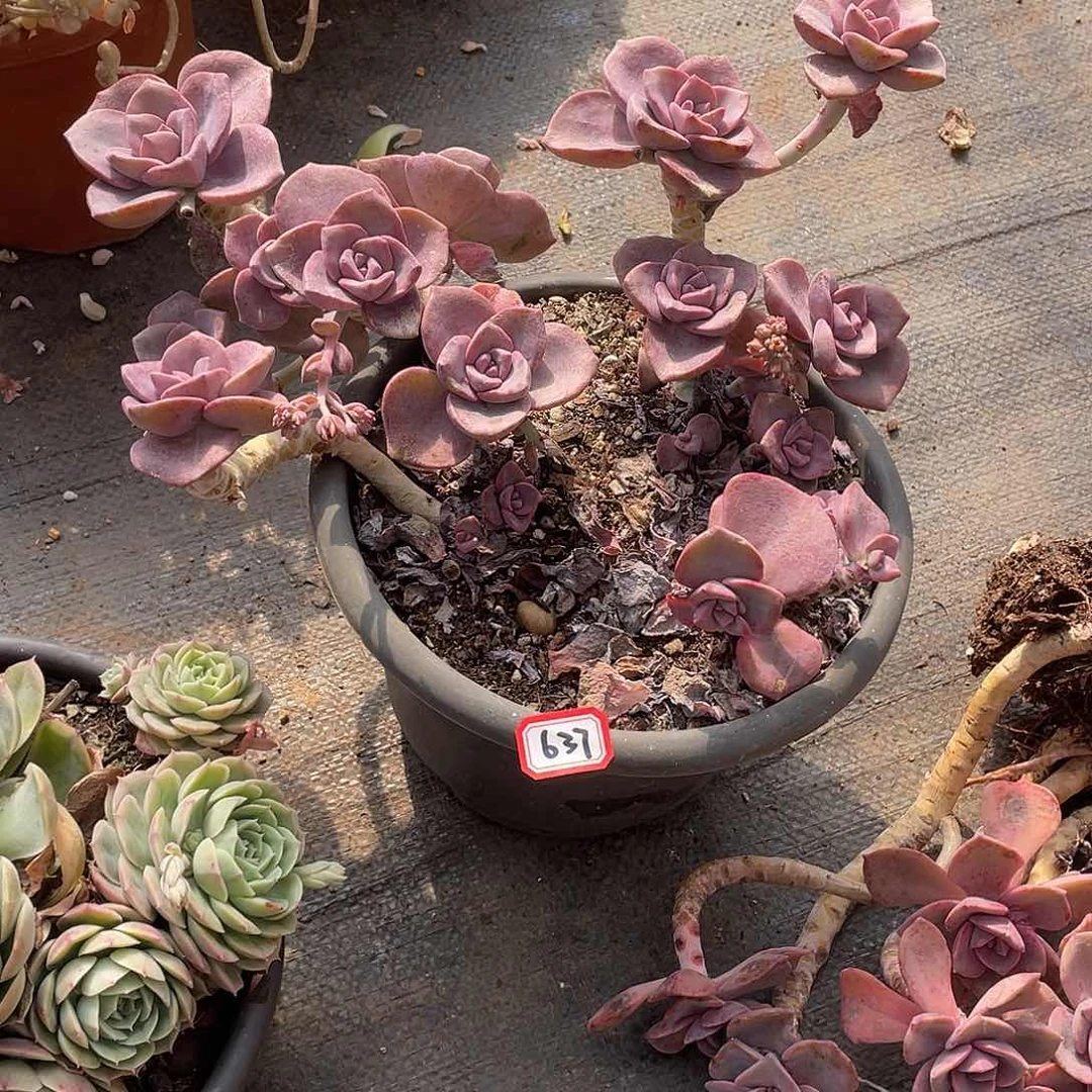 637彩虹糖 一物一拍多肉