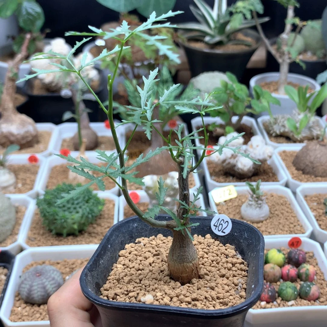 实生飞羽裂榄带盆