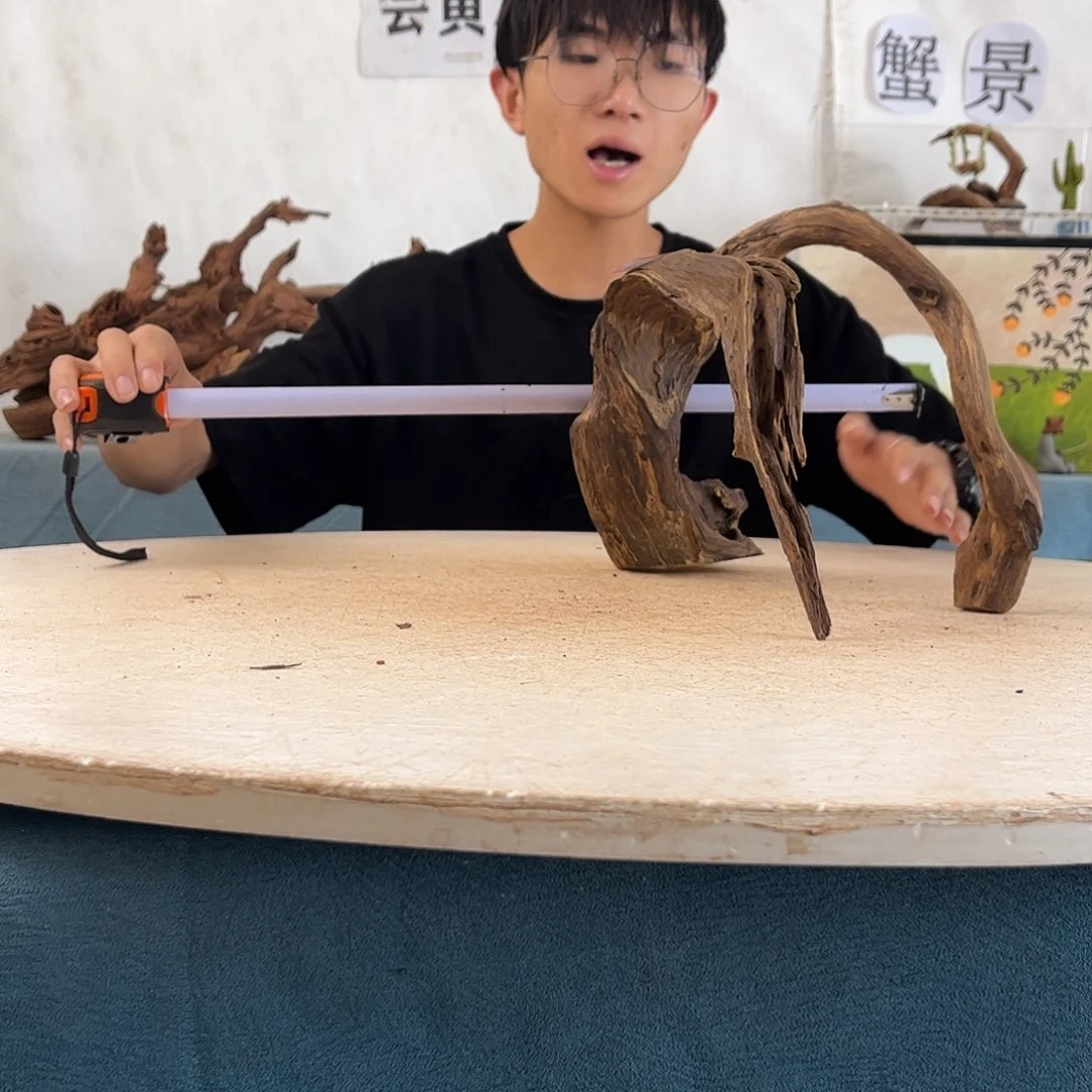 392322 沉木造景寄居蟹造景