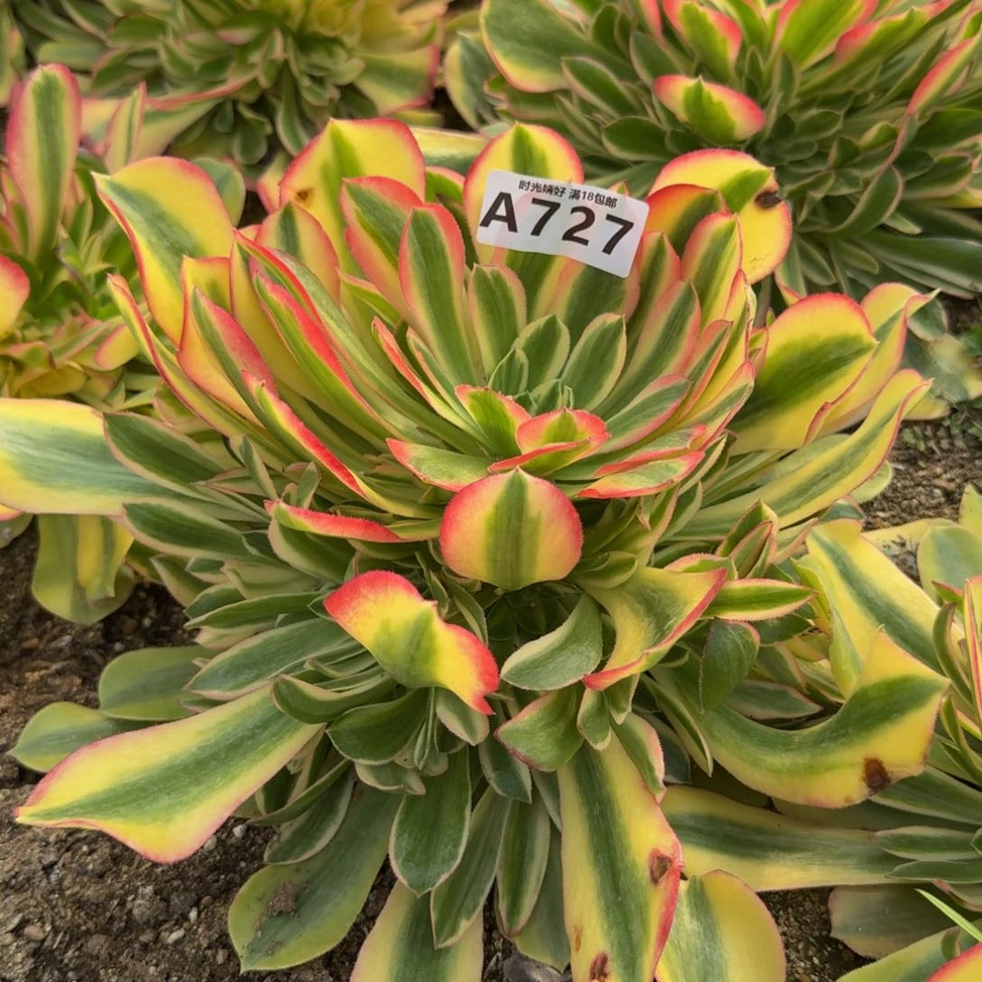 楠*?727洛神。多肉植物