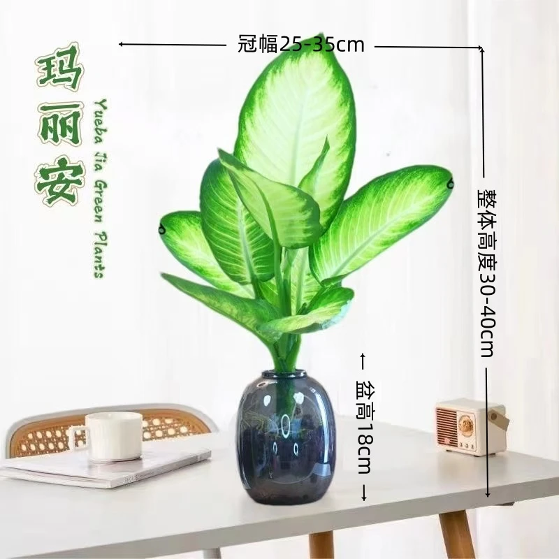 水培玛丽安植物室内桌摆绿植办公室客厅植物耐阴好养护