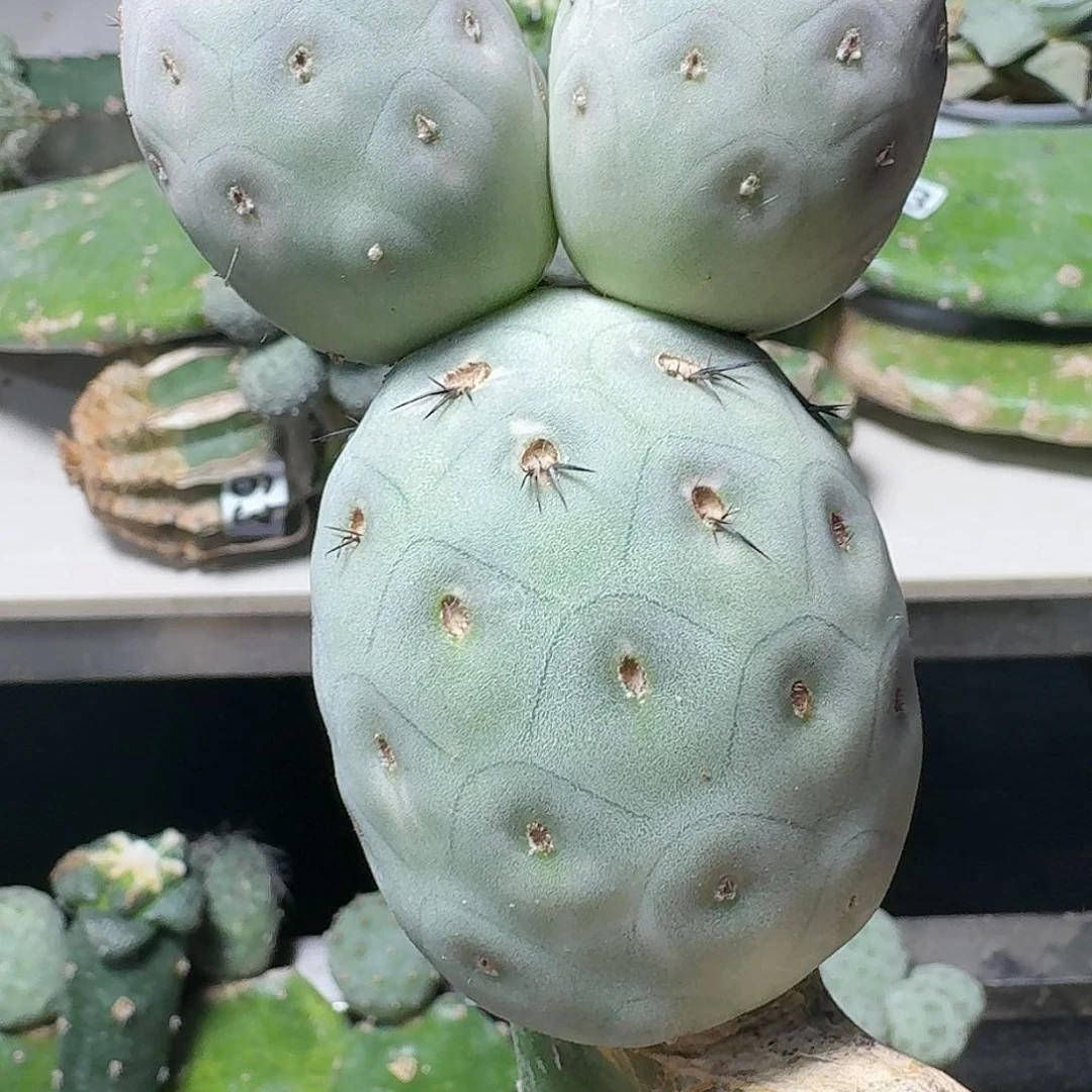 【闪购商品】无花朵阳****家火星洞洞054