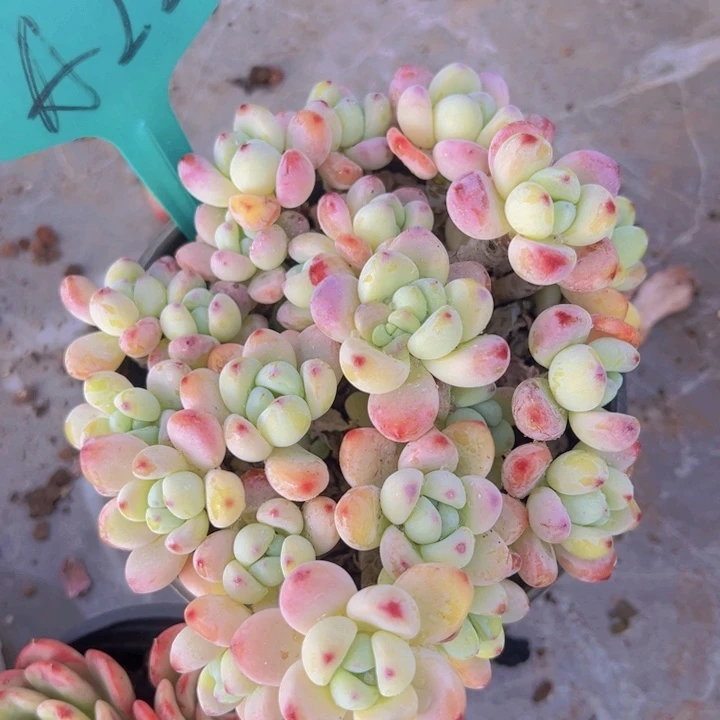 健健康康平平安安