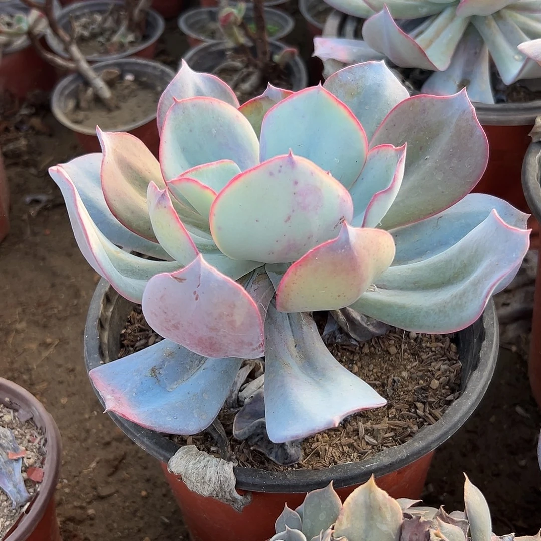多肉植物布鲁克林蓝