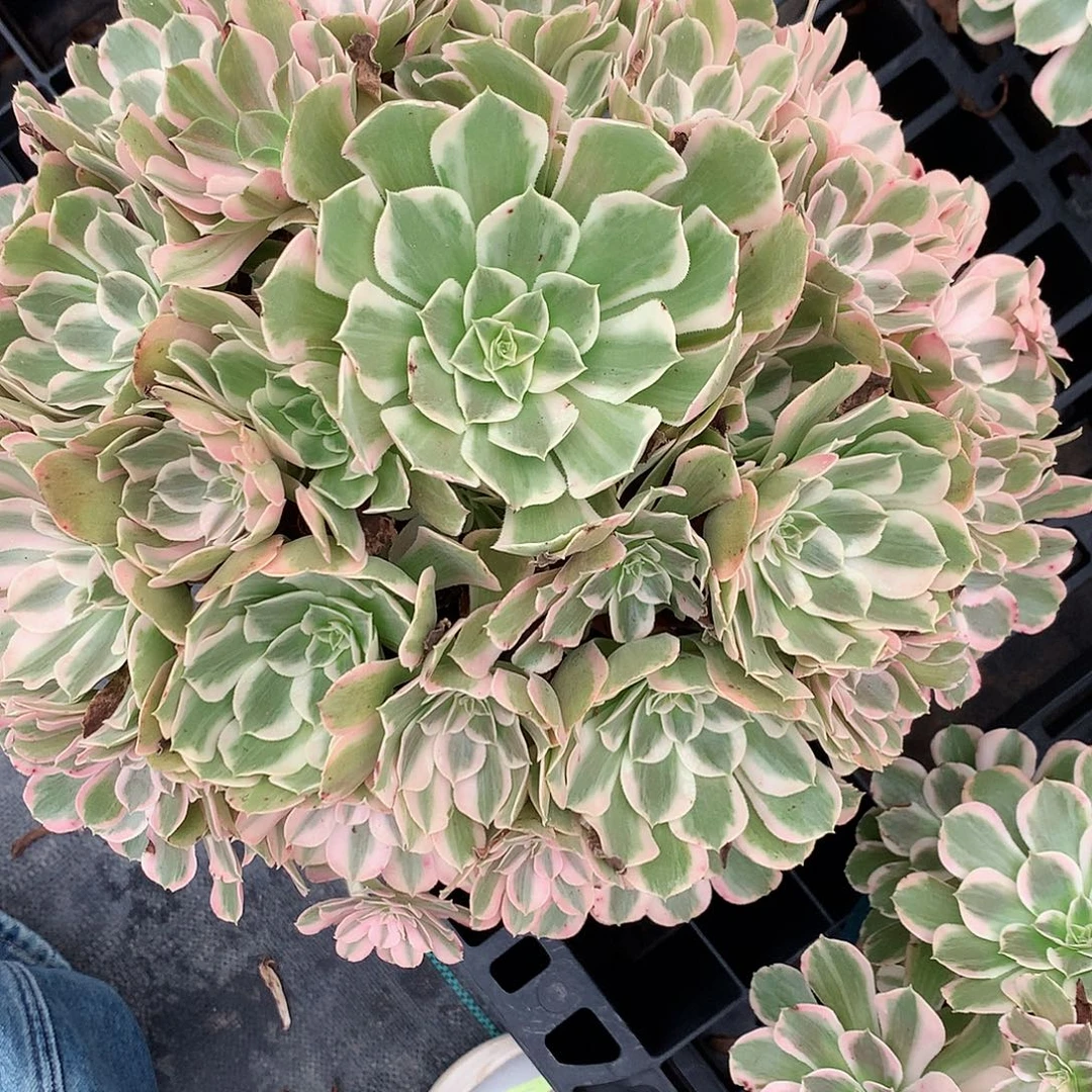z***v完全开放法师图片多肉植物