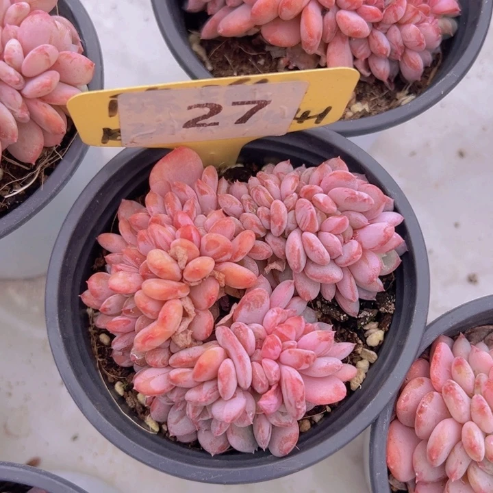 健健康康平平安安