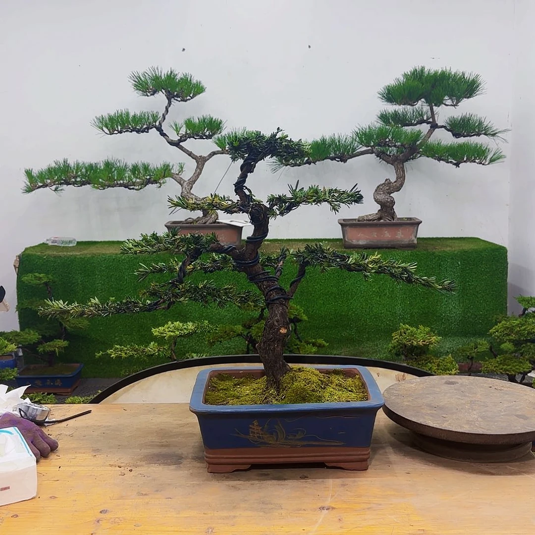 无花朵蝴*鲤盆景盆景盆景盆景