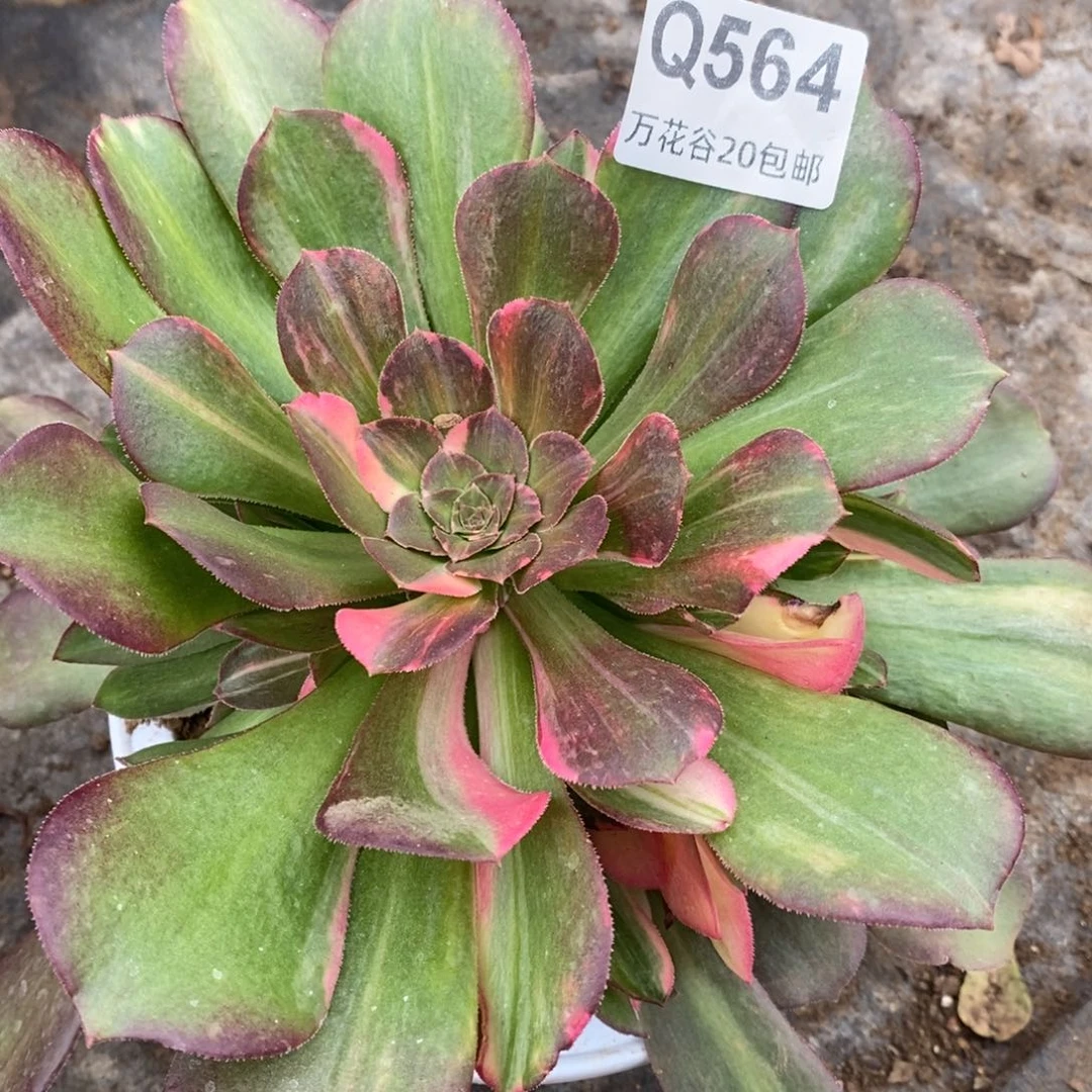 564绍修七彩多肉植物