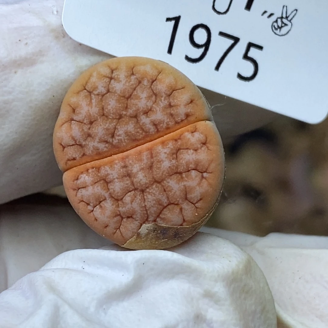 1975。零下拍保温.18包邮.当天凑哦
