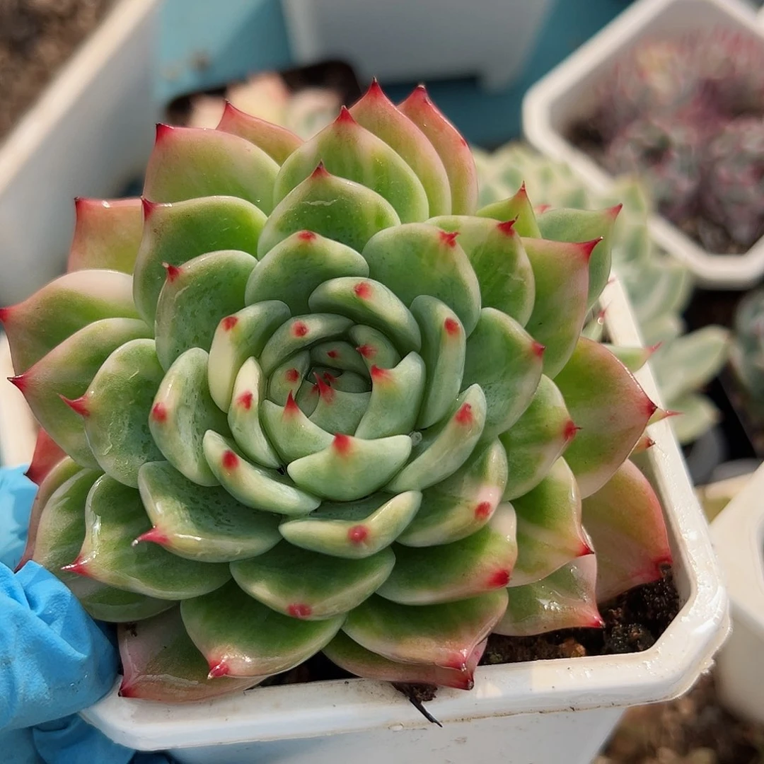 吉娃娃锦，拉丝锦三头带锦