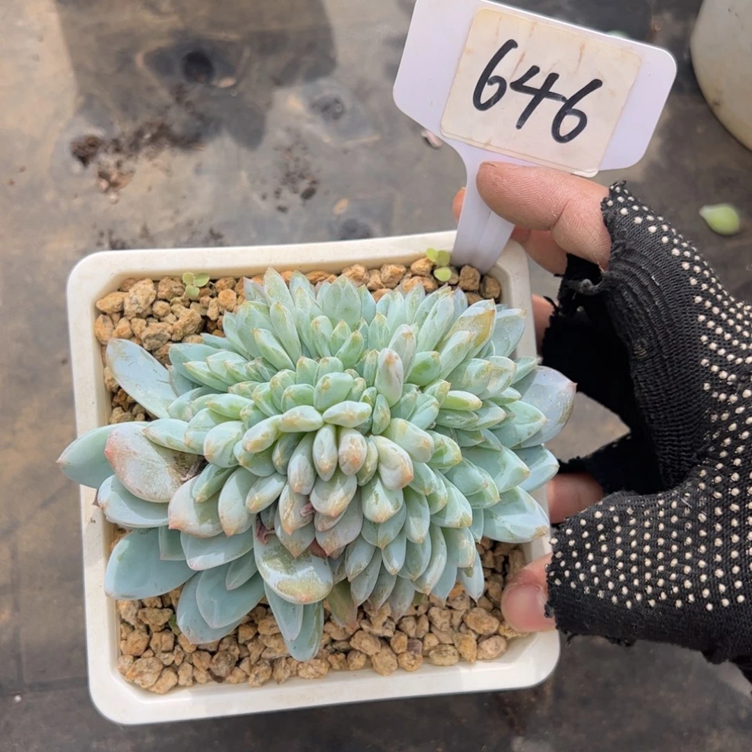*****646号橙子缀多肉植物