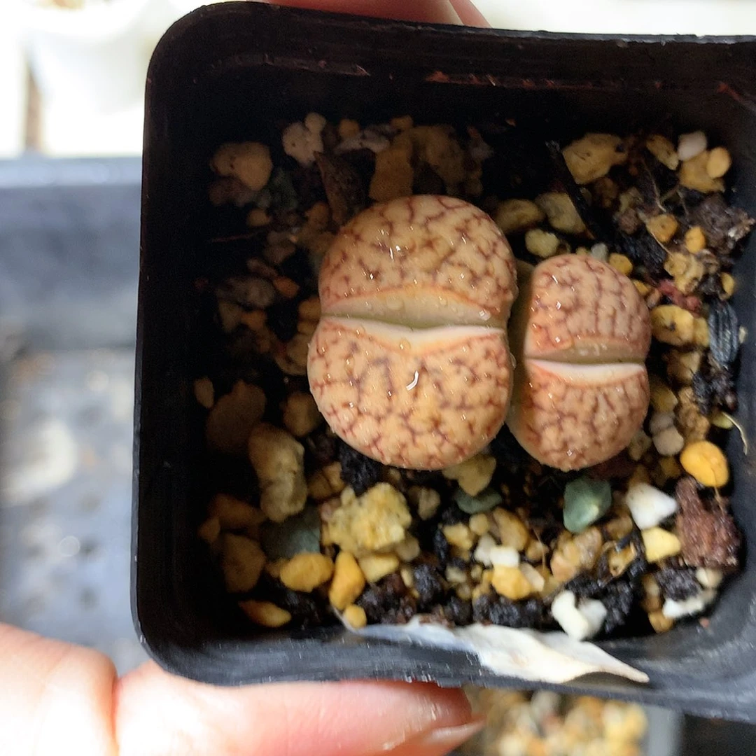 G232多肉植物保护