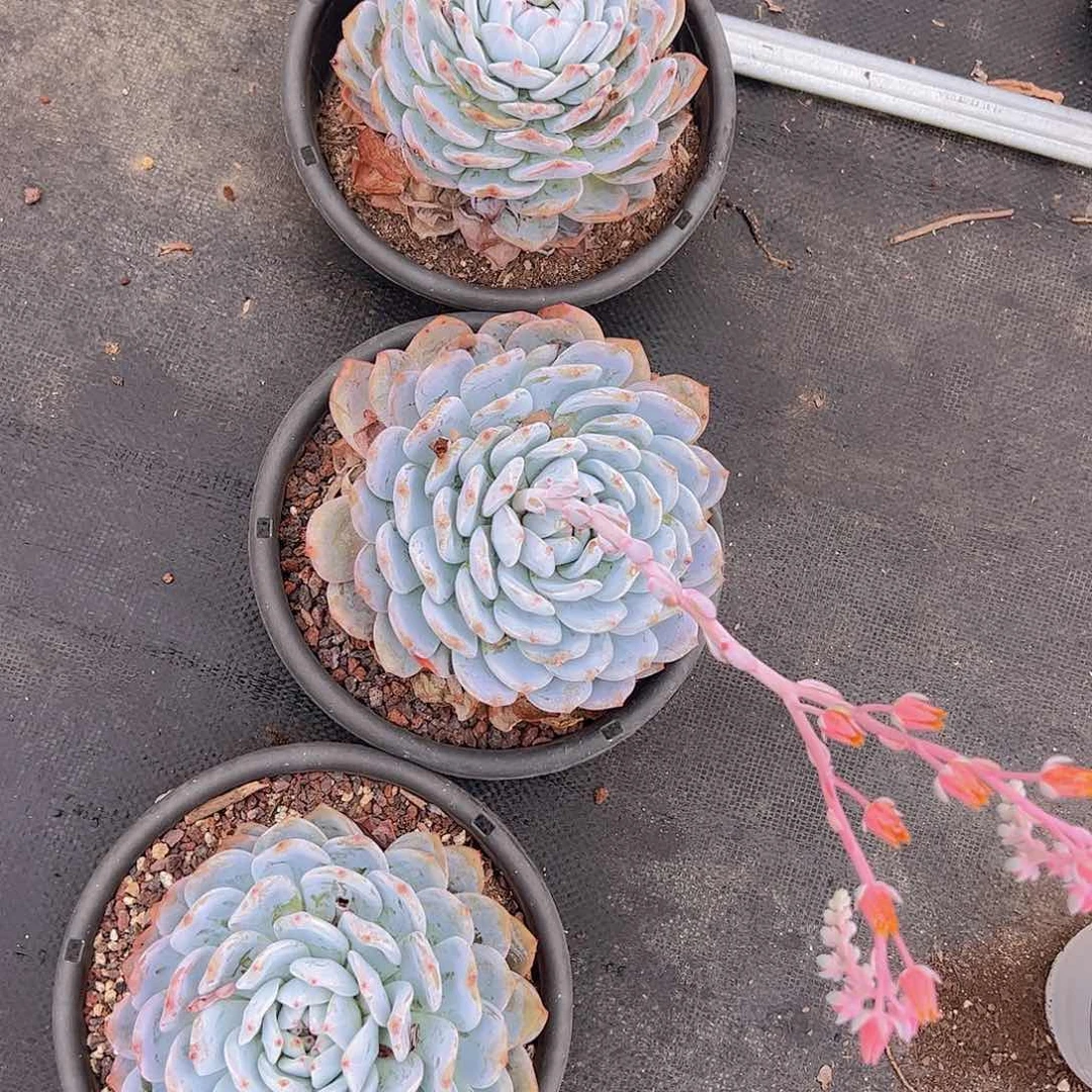 老桩大单头橙梦露