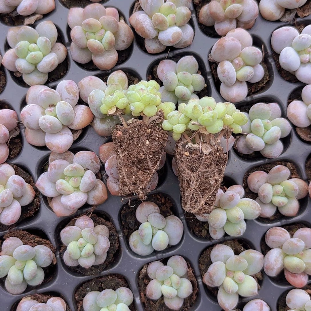 义***货阳光玫瑰两颗一物一拍
