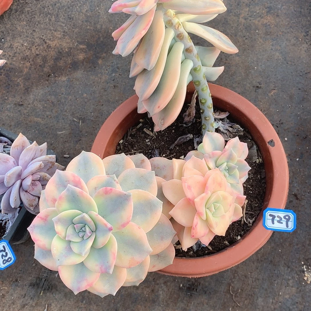 729紫乐锦 一物一拍多肉