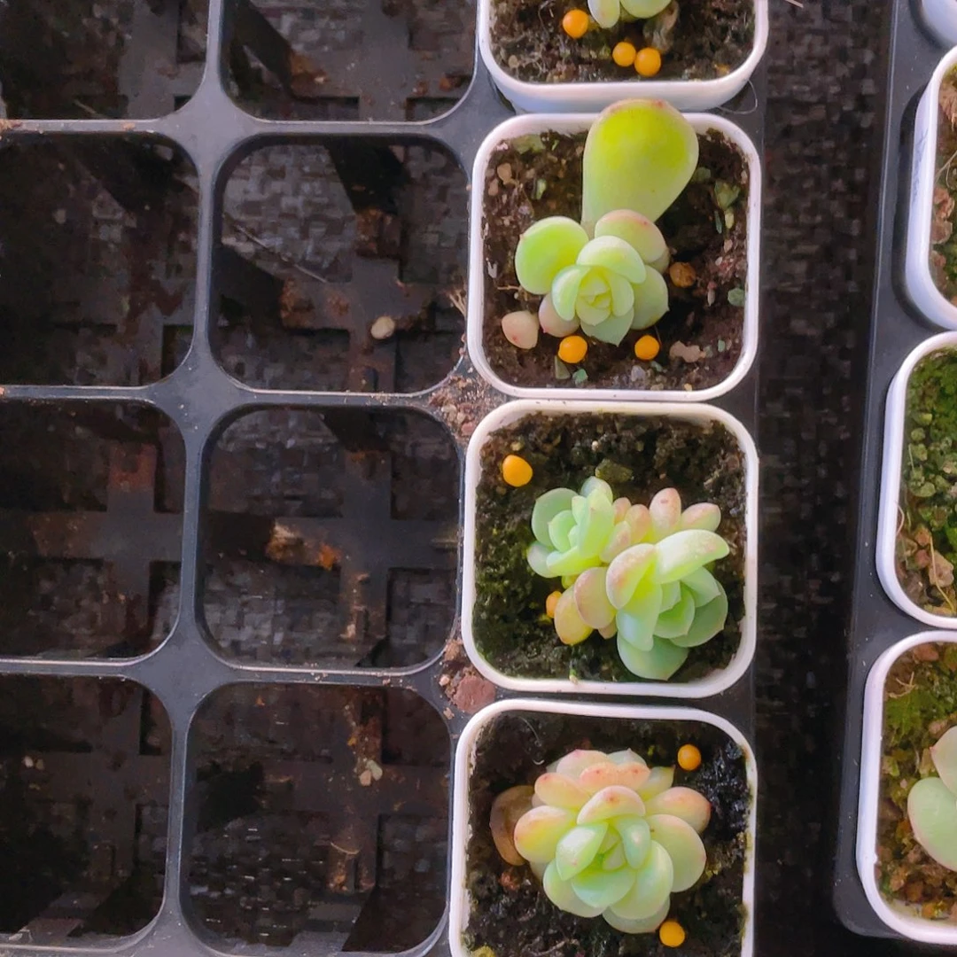 秃子甜心中苗一个满25包邮