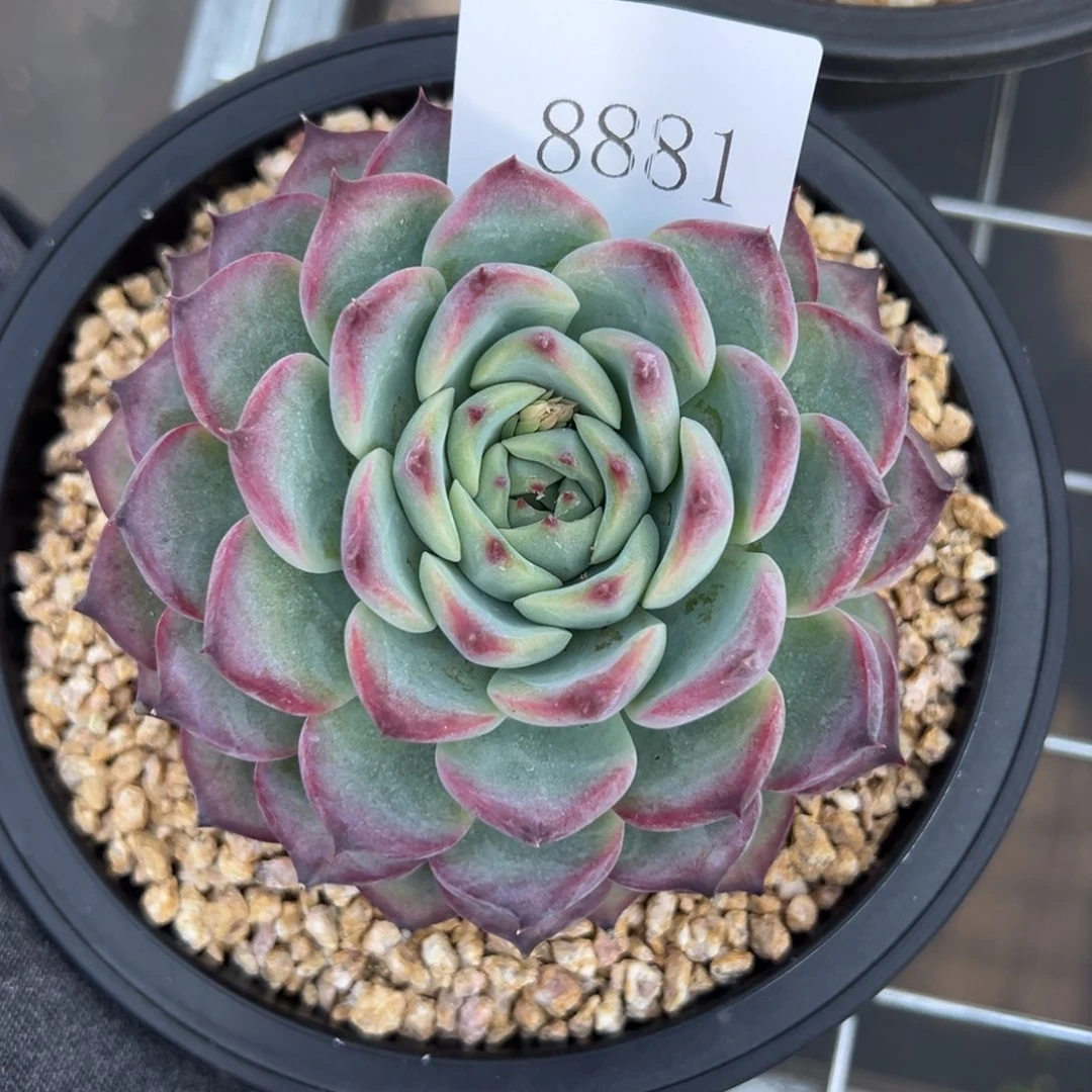 金**串8881多肉多多多多多